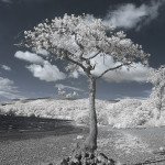 Stunted Oak by Lochside 3110