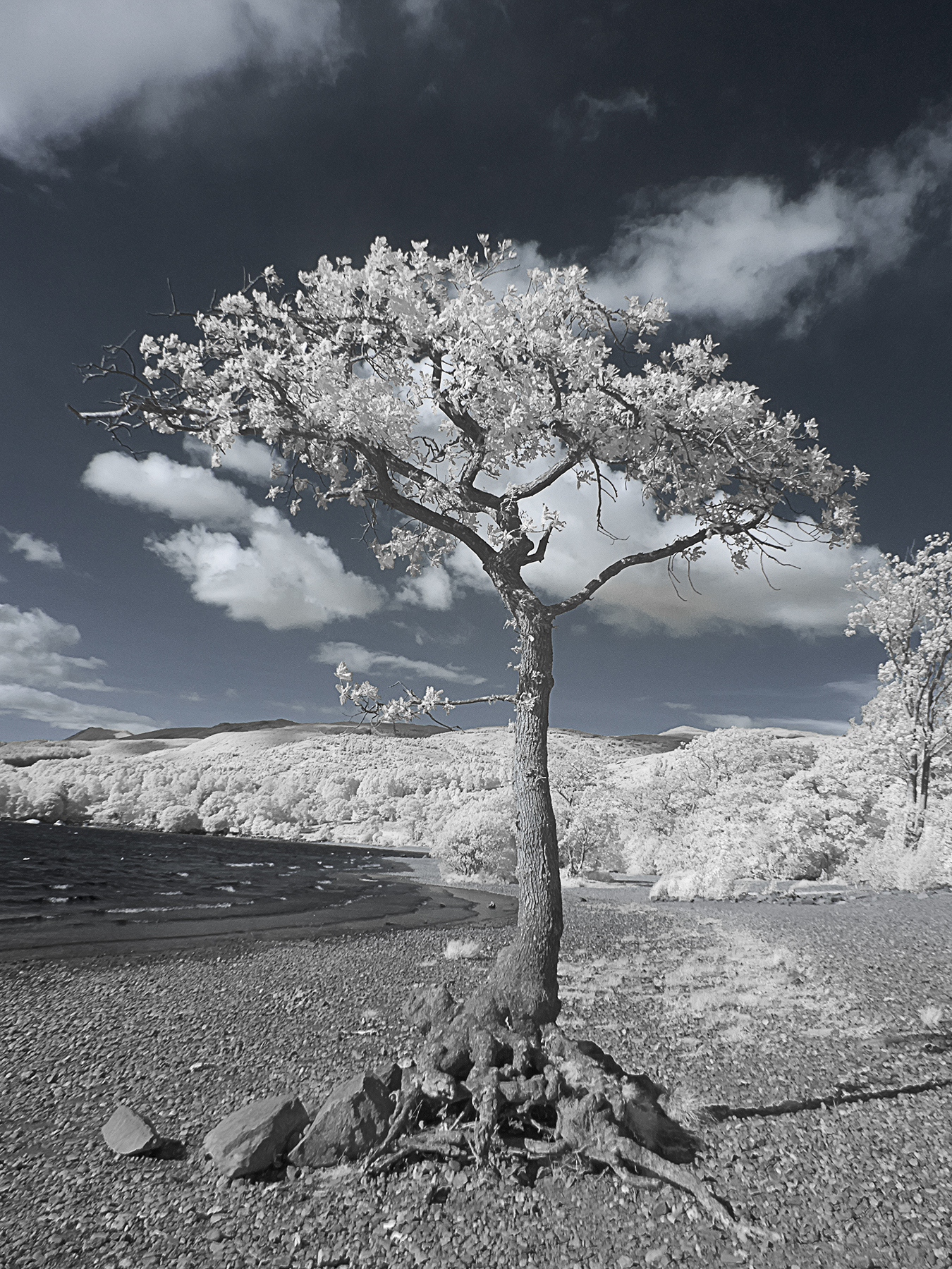 Stunted Oak by Lochside 3110